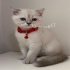 فروش گربه هیمالین بچه گربه کرم در انواع نژادها در تهران فروش گربه اعم