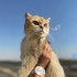 فروش بچه گربه نر و ماده اسکاتیش گربه نر بریتیش در تهران حتما عضو