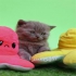 فروش توله بریتیش بلو در اصفهان مجموعه ی شای پت مرکز تخصصی حیوانات خانگی