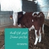 فروش گاو و گوساله پروار سیمینتال نر و ماده در ترکمن فروش انواع گاو شیری