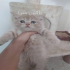 فروش گربه اسکاتیش فولد فروش بچه گربه بریتیش در قم با سلام به گربه