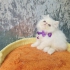 فروش بچه گربه سفید شجره دار در تهران بچه گربه پرشین اصیل زیبا صورت
