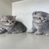 بچه گربه بریتیش بچه گربه اسکاتیش گربه اسکاتیش فولد در تهران