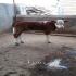 فروش گوساله سیمینتال پرواربندی گوساله هلشتاین در آباده فروش ویژه