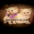 فروش ویژه انواع بچه گربه مینیاتوری و آپارتمانی در تهران بچه گربه