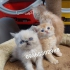 قیمت گربه چین چیلا سیلور و گربه چین چیلا گلد در تهران گربه چینچیلا