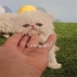 فروش پرشین اگزاتیک در اصفهان #128049 مجموعه ی شای پت مرکز پرورش تخصصی