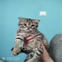 فروش بچه گربه بچه گربه اسکاتیش در تهران با درود پرورش انواع بچه گربه