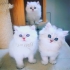 فروش گربه بی واسطه بیش از ۵۰ عدد نژاد خاص در تهران با سلام فروش انواع
