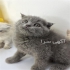 فروش گربه اسکاتیش قیمت گربه پرشین فلت در قزوین فروش انواع گربه ازجمله