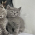 فروش گربه اسکاتیش فولد خرید و فروش گربه نر در تهران فروش گربه اسکاتیش