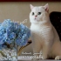 فروش بیش از ۵۰ عدد بچه گربه خاص و لاکچری در تهران با درود فراوان هایپر