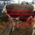 مرکز فروش انواع گوساله سیمینتال ومونت بیلیارد در پیرانشهر مرکز فروش