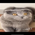 فروش گربه اسکاتیش فروش بچه گربه بریتیش در اصفهان فروش بچه گربه بریتیش