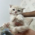 فروش گربه اسکاتیش فولد فروش بچه گربه بریتیش در قم با سلام به گربه