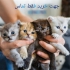 خرید گربه اسکاتیش قیمت گربه خانگی در تهران با درود خدمت تمام علاقه