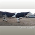 فروش گوساله سیمینتال نر اصیل پرواری در خمینی شهر باسلام خدمت شما