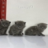 فروشگاه انواع گربه های نژاد دار در تهران با سلام فروشگاه و مجموعه ای