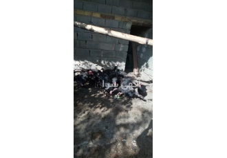فروش بوقلمون در ارومیه فروش بوقلمون آماده کشتار بوقلمون گوشتی حمل ماشین