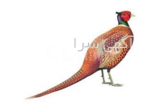 فروش تخم قرقاول آمریکایی فروش تخم قرقاول آمریکایی شروع فروش تخم قرقاول