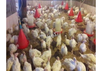 فروش جوجه یک روزه گوشتی یک ماهه ۴۵ روزه در تهران خرید و فروش جوجه