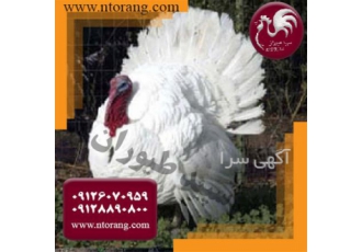 فروش عمده جوجه بوقلمون یکماهه با قیمت مناسب طیور در تهران فروش عمده