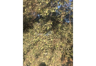 روغن زیتون در تهران فروش مرغوب ترین روغن زیتون با مناسبترین قیمت انواع