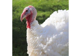 پرورش بوقلمون مولد طیور در تهران در صورتی که پرورش دهنده ای قصد نگه