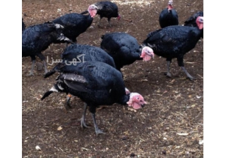 فروش بوقلمون ۶ماهه نر و ماده محلی در نور بوقلمون نر محلی دارای مزایای