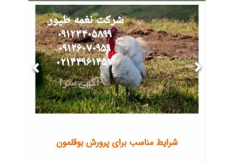 انتخاب نژاد بوقلمون_نغمه طیور_طیور