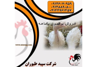 فروش جوجه یک روزه بوقلمون - طیور قیمت روز
