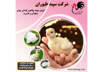 فروش جوجه یک روزه بوقلمون بوقلمون گوشتی -طیور