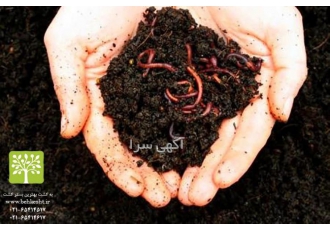 فروش کرم خاکی گونه کالیفرنیایی