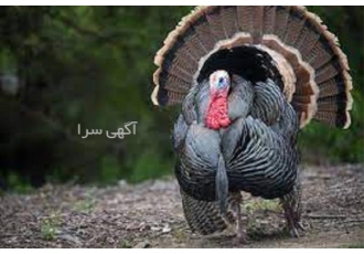 آموزش پرورش بوقلمون ، بوقلمون تخم گذار