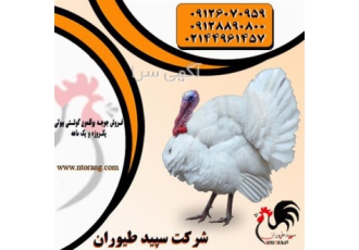 پرورش بوقلمون همراه با مشاوره ، طیور