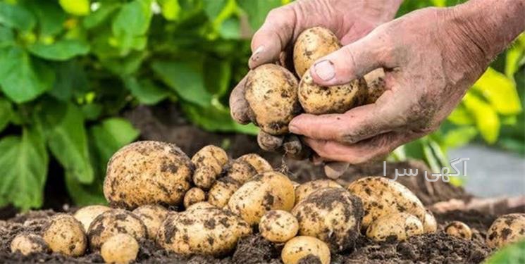 آگهی های محصولات زراعی و باغی - همدان