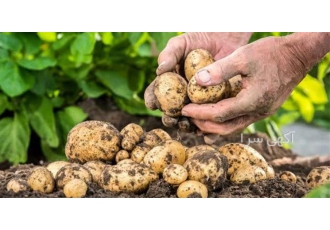 فروش سیب زمینی بذر اگریا