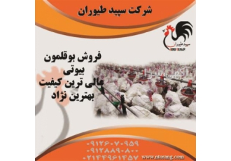 بوقلمون گوشتی بوقلمون با قیمت مناسب طیور در تهران بوقلمون گوشتی