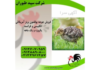 فروش بوقلمون برنز آمریکایی ۴۷ روزه طیور در تهران فروش بوقلمون برنز
