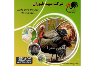 قیمت بوقلمون برنز انگلیسی ، فروش جوجه بوقلمون برنز