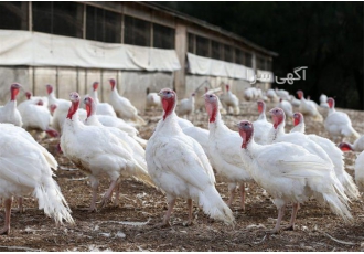 پرورش و فروش جوجه بوقلمون یک روزه بوقلمون گوشتی در تهران فروش جوجه