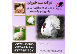 قیمت بوقلمون بیوتی طیور در تهران قیمت بوقلمون بیوتی طیور قیمت بوقلمون