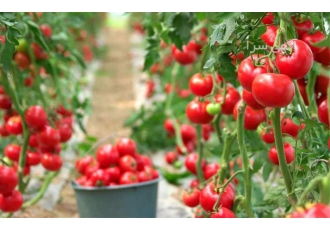 خرید و فروش عمده گوجه صادراتی با کیفیت