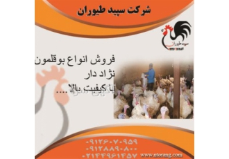 فروش جوجه بوقلمون بیوتی یک روزه و یک ماهه - طیور