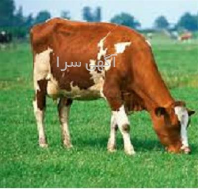 آگهی های دامداری - اهواز