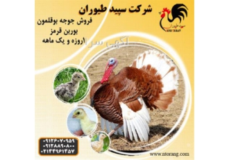 پرورش و تولید بوقلمون بوربون