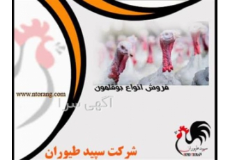 خرید و فروش بوقلمون زنده - طیور