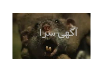 بهترین در رفع و دفع موشها مار پرنده سگ اولترا سونیک فراری دهنده حیوانات