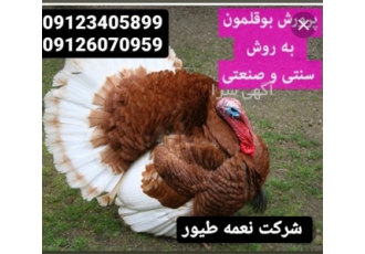 بوقلمون فروش و خرید _ نغمه طیور _ طیور
