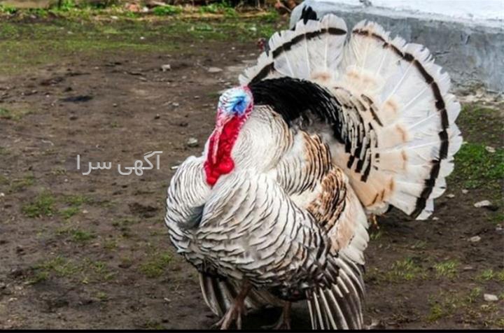 آگهی های کشاورزی و دامداری - سرخنکلاته